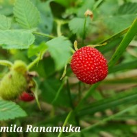 <i>Rubus rosifolius</i>  Sm.